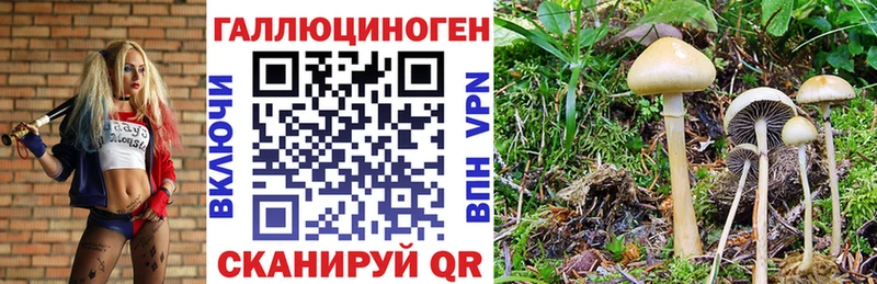Псилоцибиновые грибы мухоморы  маркетплейс телеграм  Новый Уренгой  кракен ссылки 